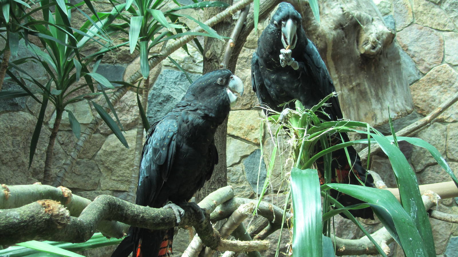 Red-tailed black cockatoo