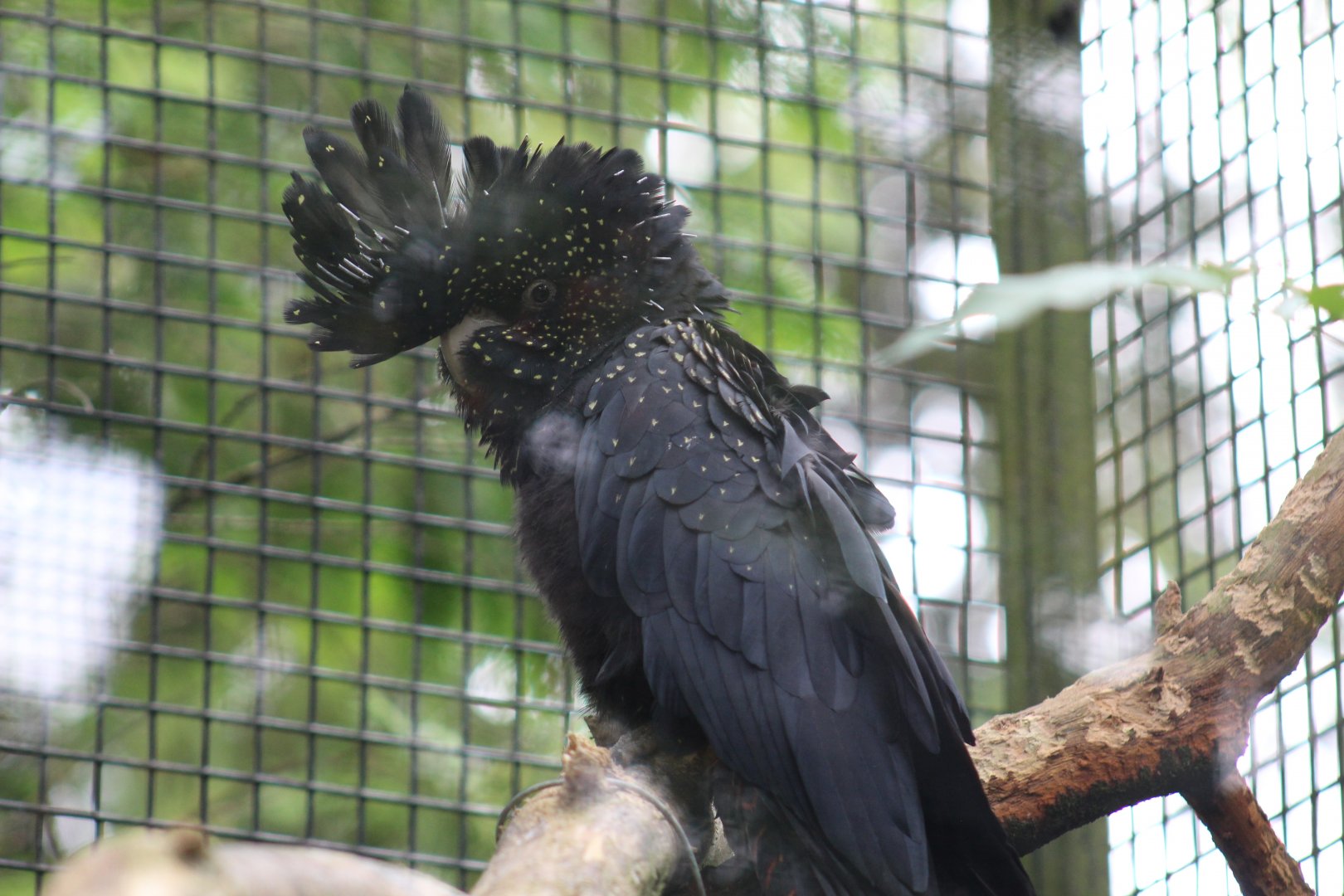 Red-Tailed Black Cockatoo