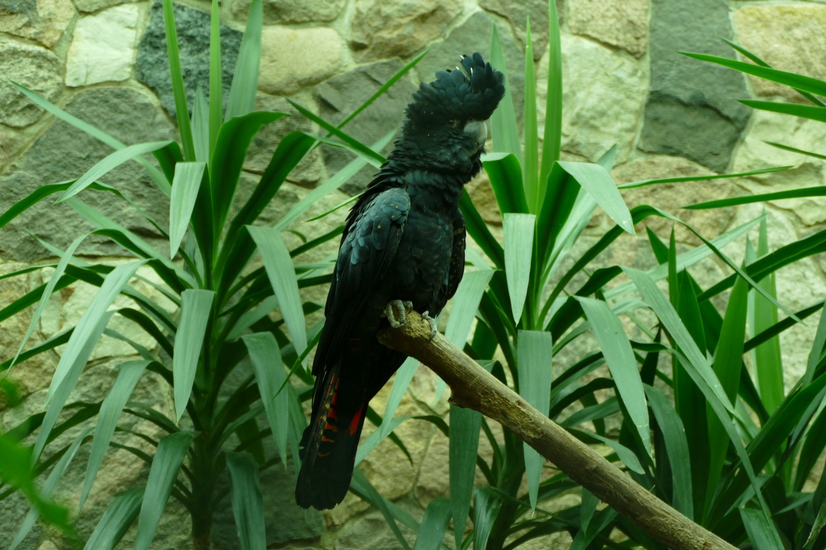 Red-tailed black cockatoo