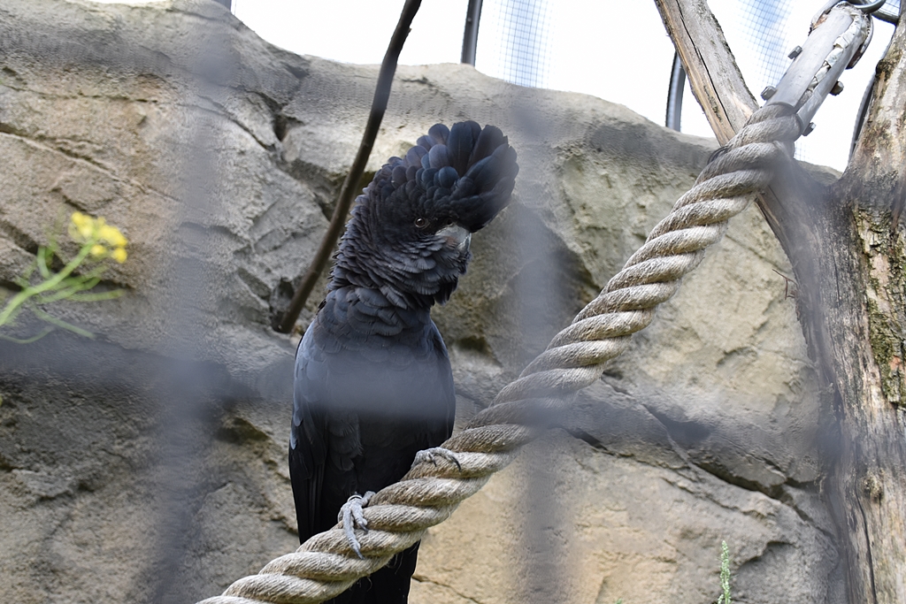 Red-tailed black cockatoo
