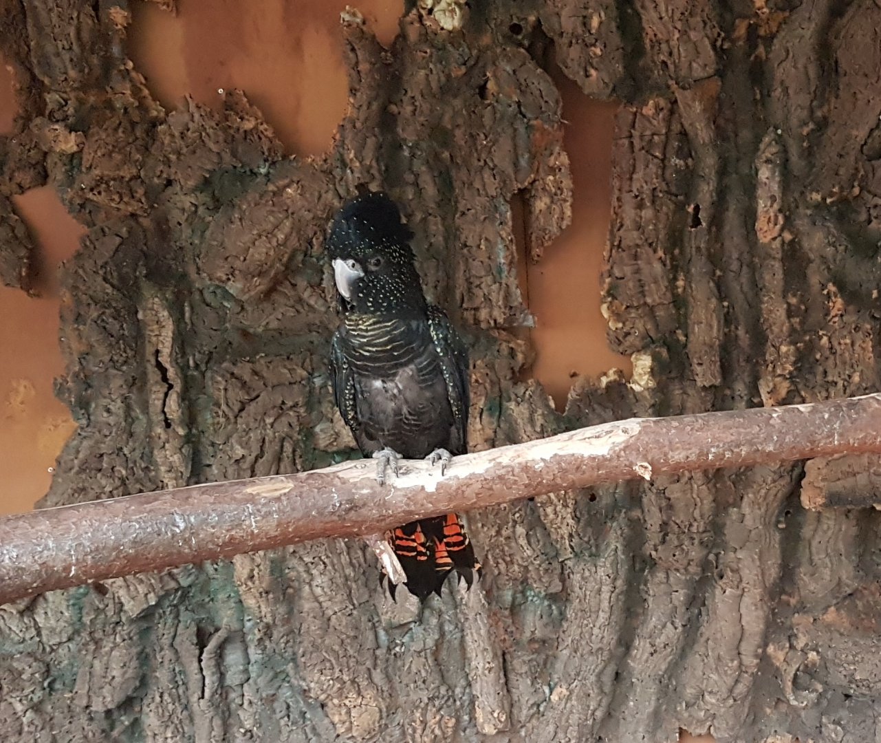Red-tailed black cockatoo