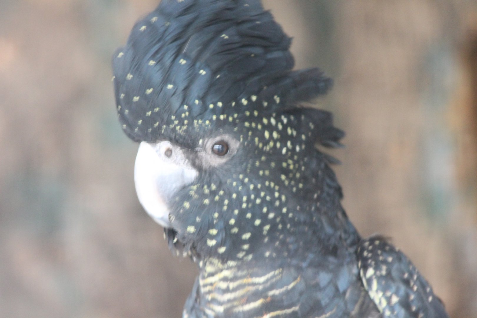 Red-tailed black cockatoo