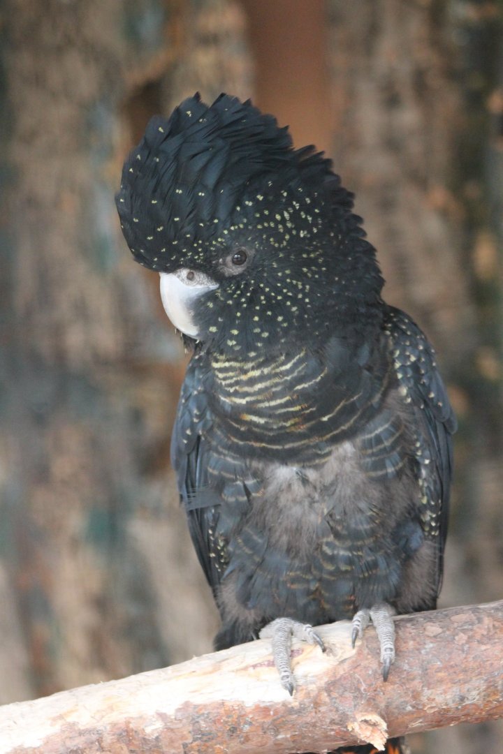 Red-tailed black cockatoo