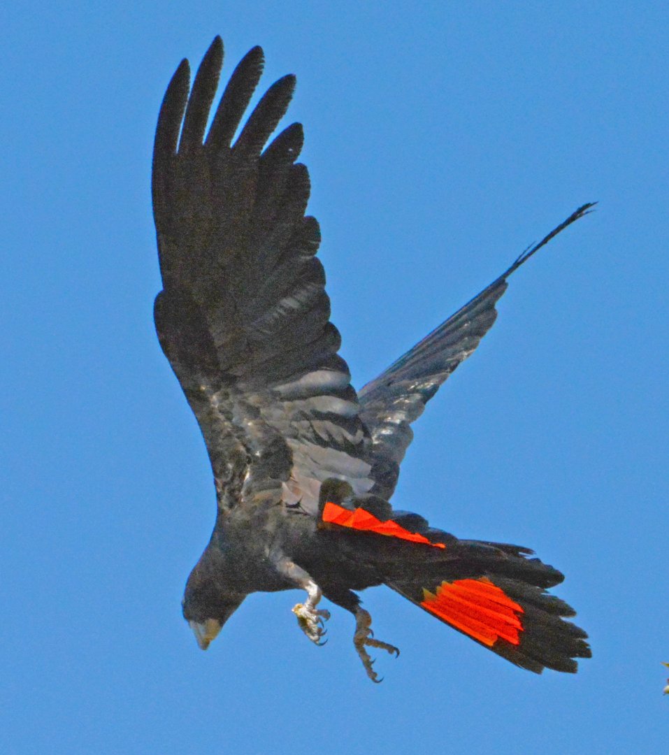 Red-tailed black cockatoo