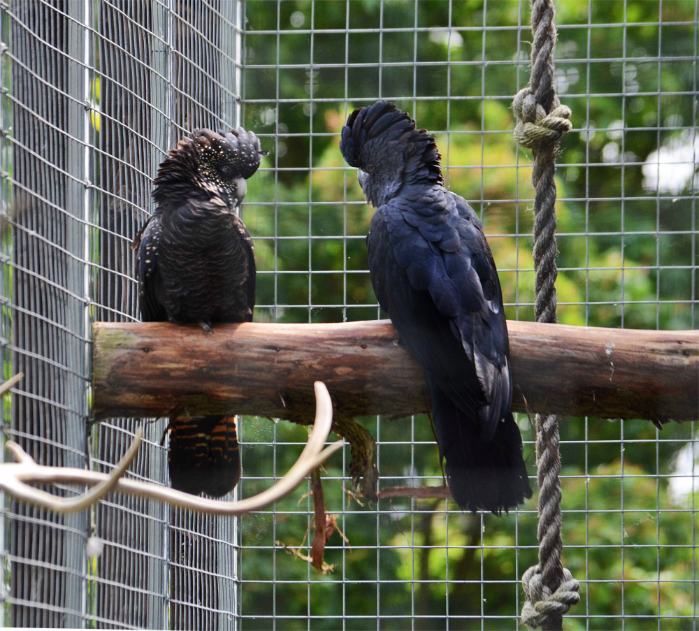 Red-tailed Black Cockatoo