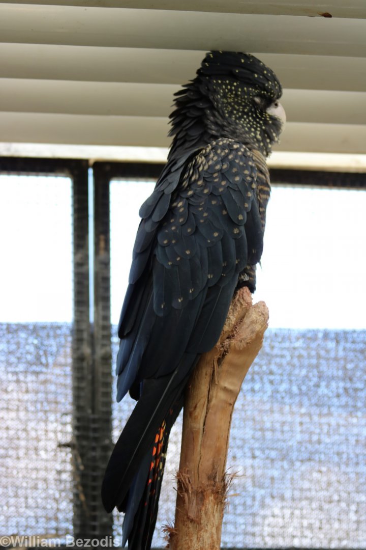 Red-tailed Black-cockatoo