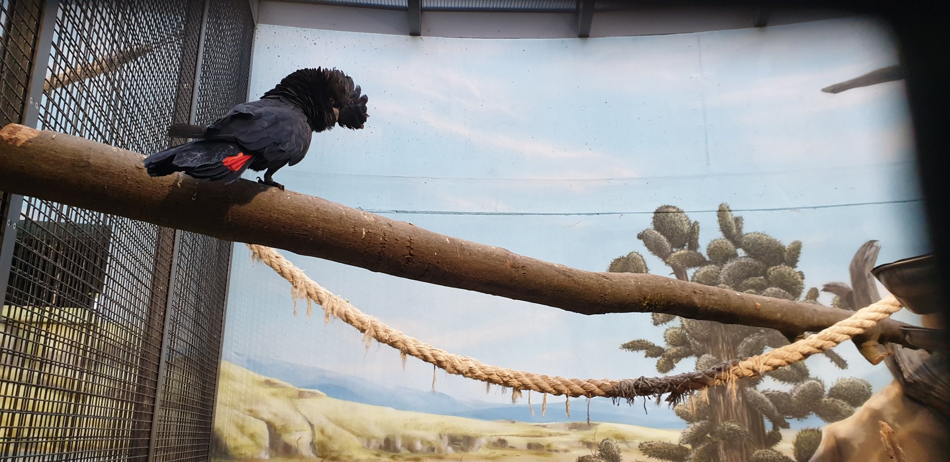 Red-tailed black cockatoo
