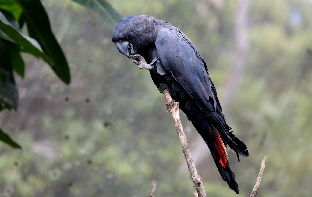 Red-tailed Black Cockatoo