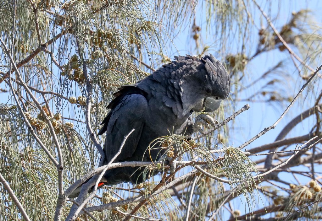 Red-tailed Black Cockatoo