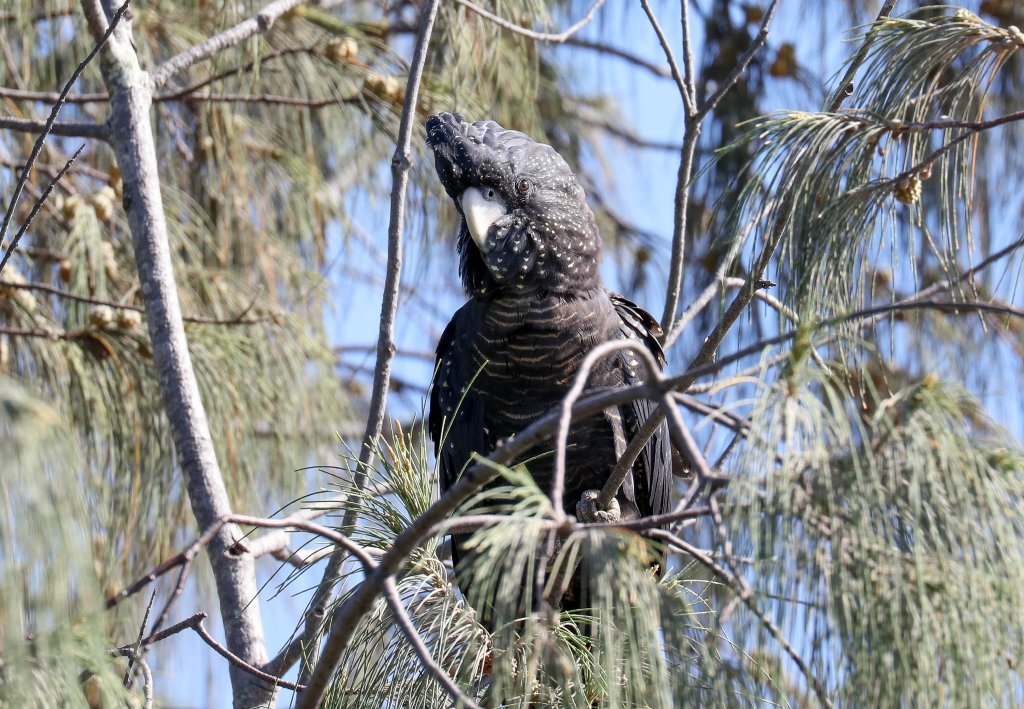 Red-tailed Black Cockatoo