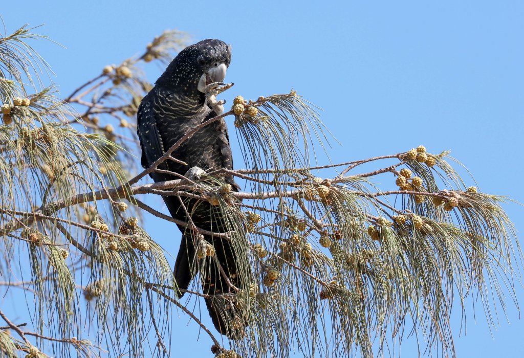 Red-tailed Black Cockatoo