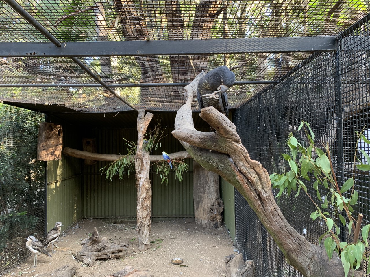 Red-tailed Black-Cockatoo