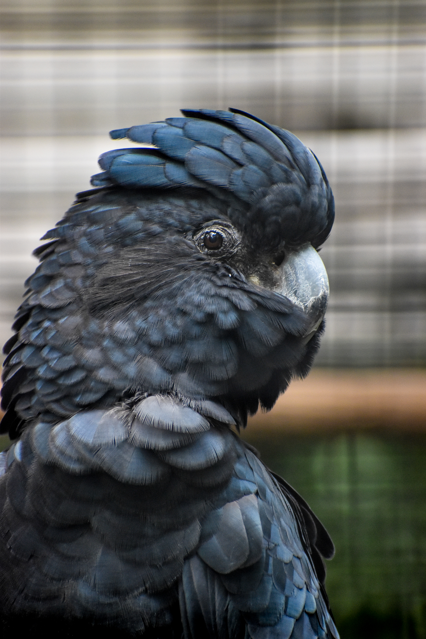Red-tailed Black Cockatoo
