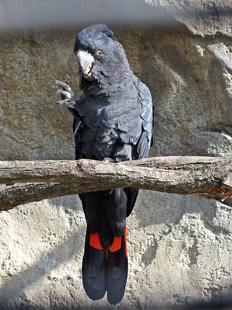 Red-tailed black cockatoo