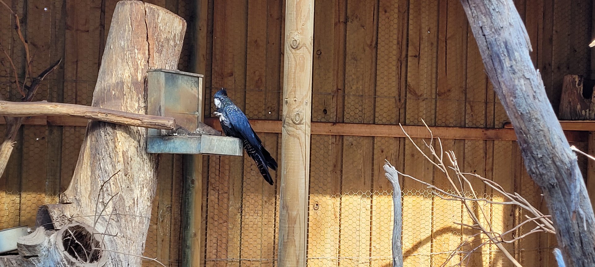 Red tailed Black Cockatoo
