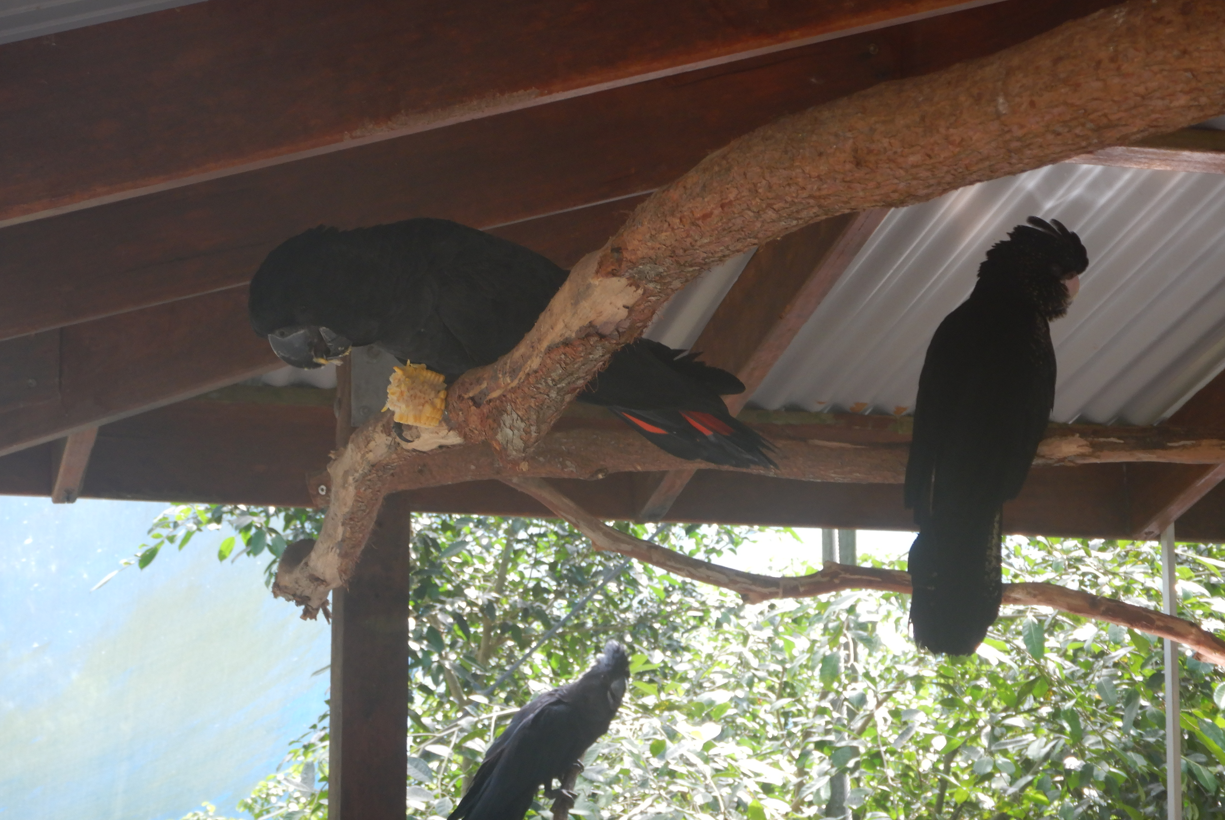 Red-Tailed Black Cockatoo