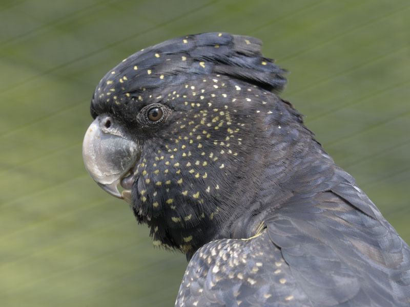Red-tailed black cockatoo