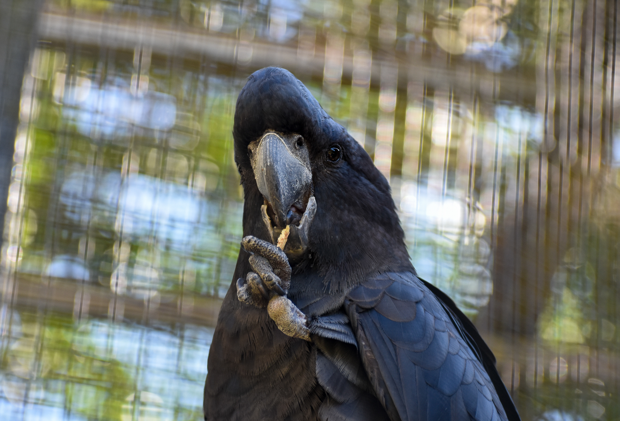 Red-tailed Black Cockatoo