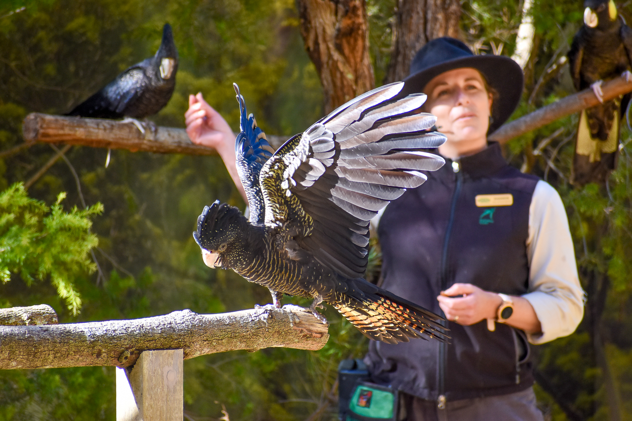 Red-tailed Black Cockatoo