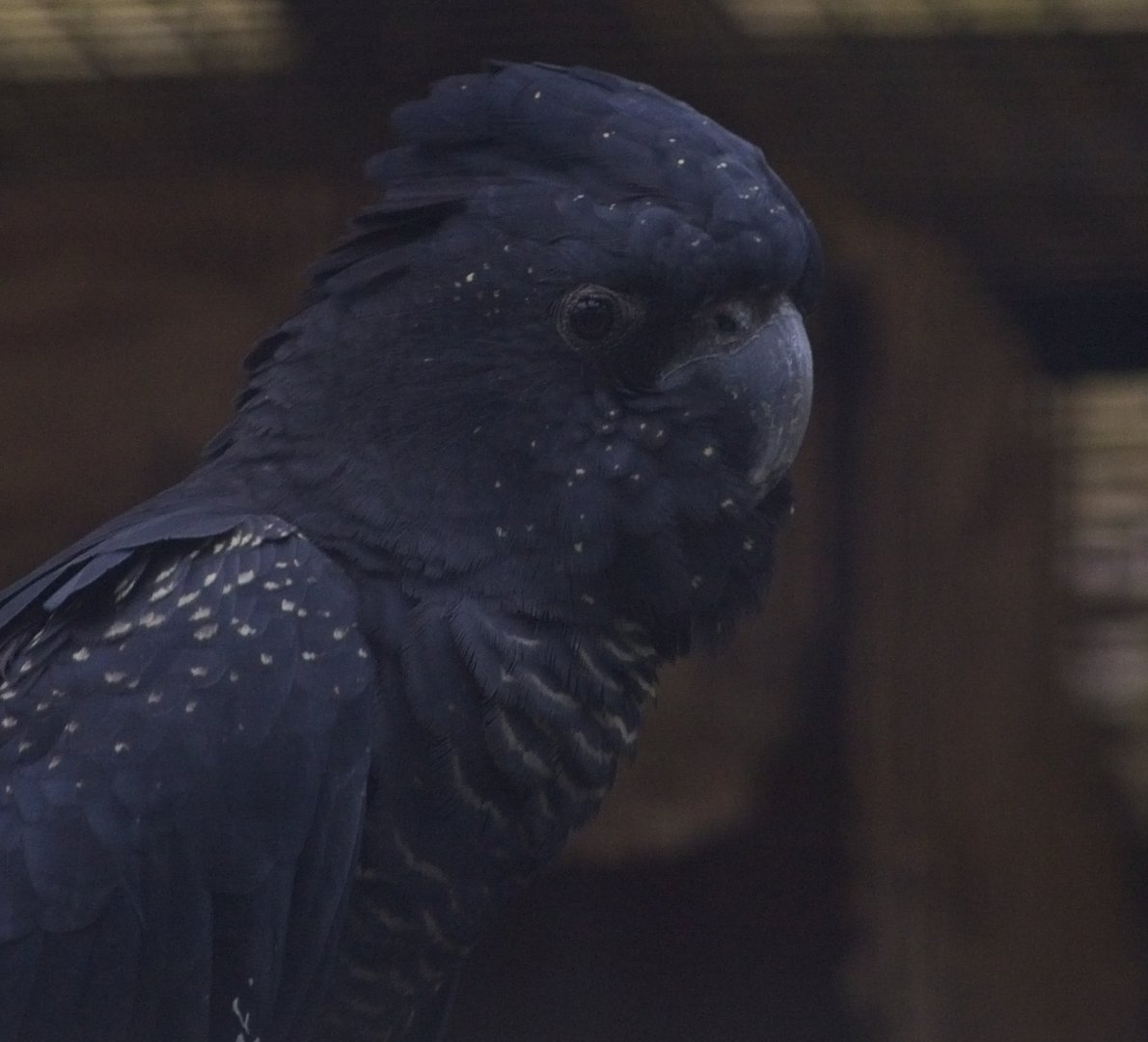 Red -tailed Black Cockatoo