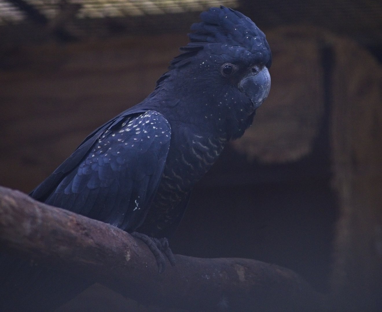 Red tailed Black Cockatoo