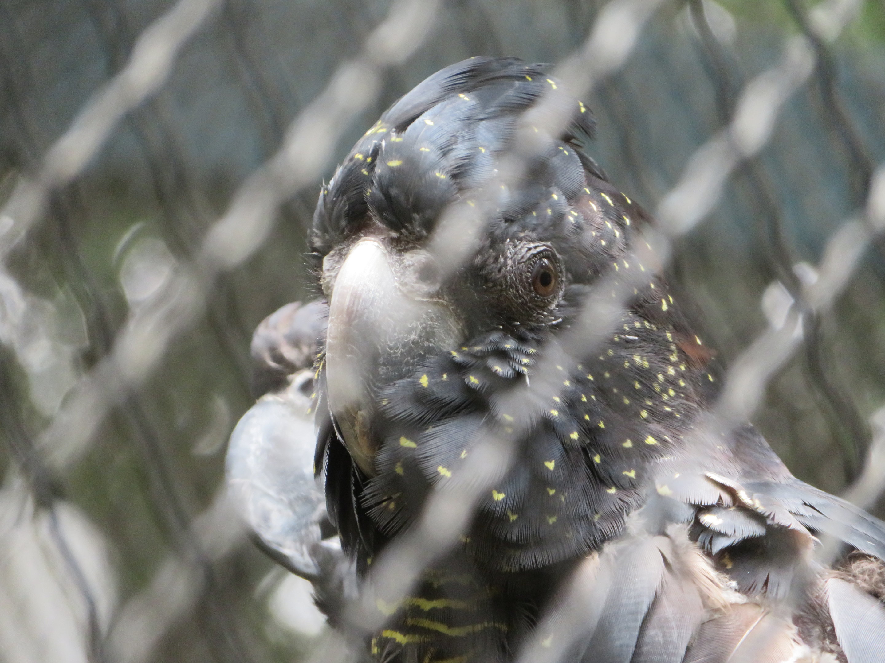 Red-tailed Black Cockatoo