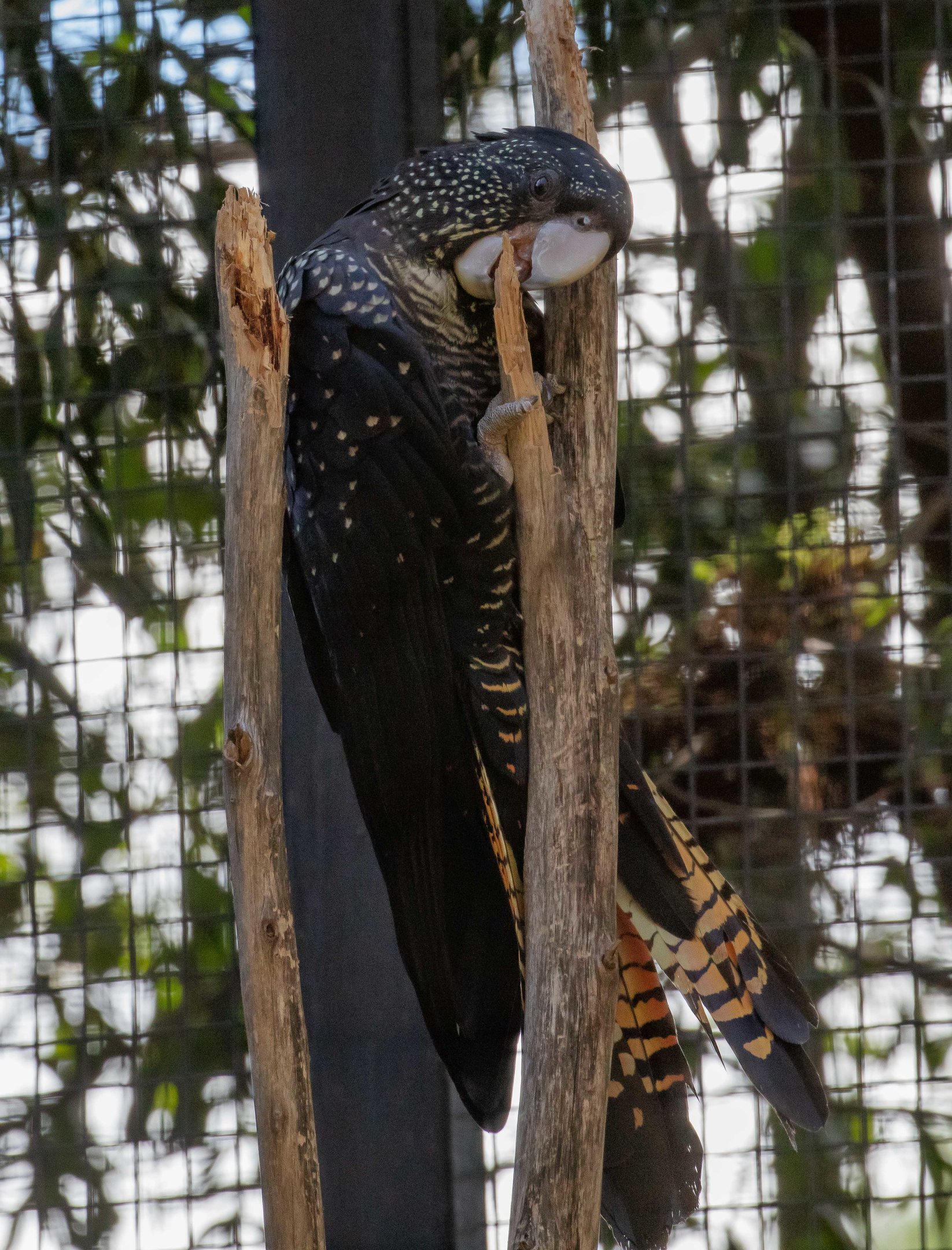 Red-tailed Black Cockatoo