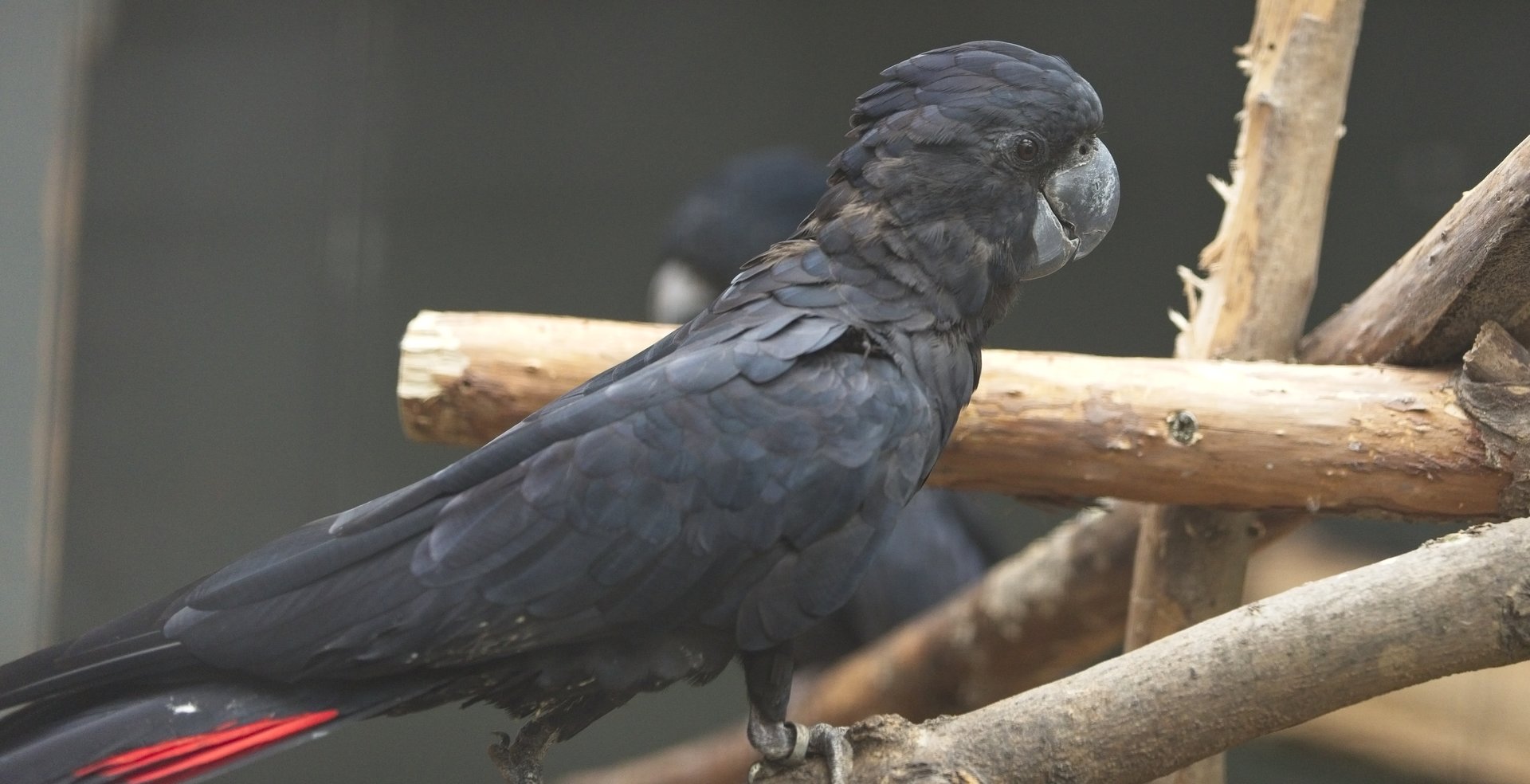 Red Tailed Black Cockatoo