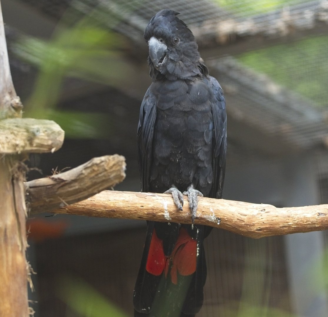 Red Tailed Black, Cockatoo