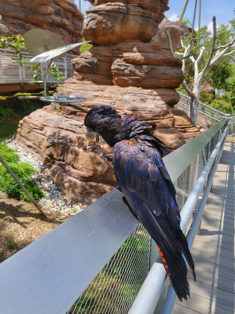 Red-tailed Black cockatoo