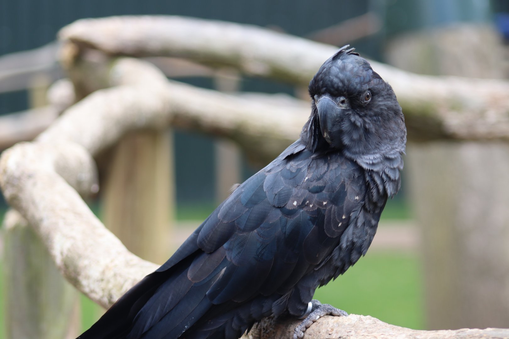 Red-Tailed Black Cockatoo