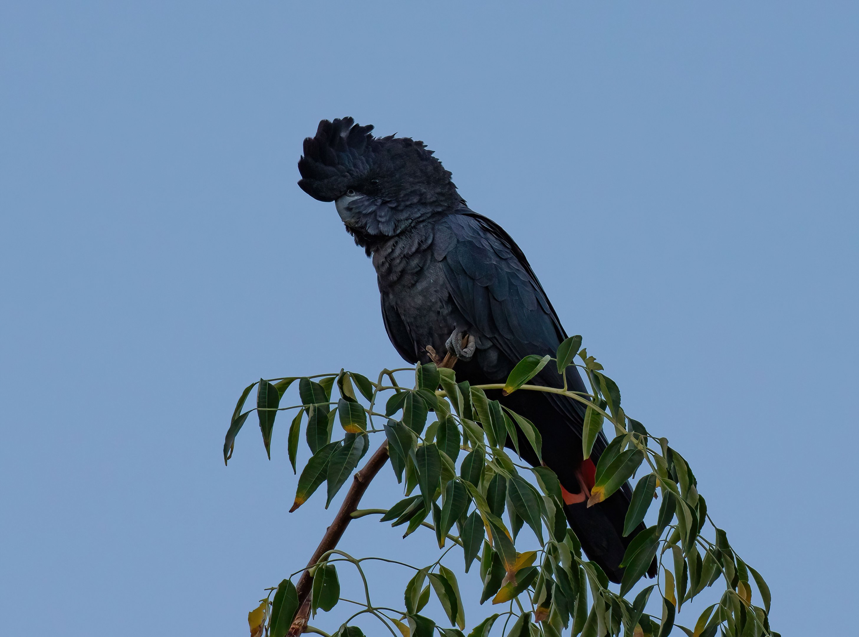 Red-tailed Black Cockatoo