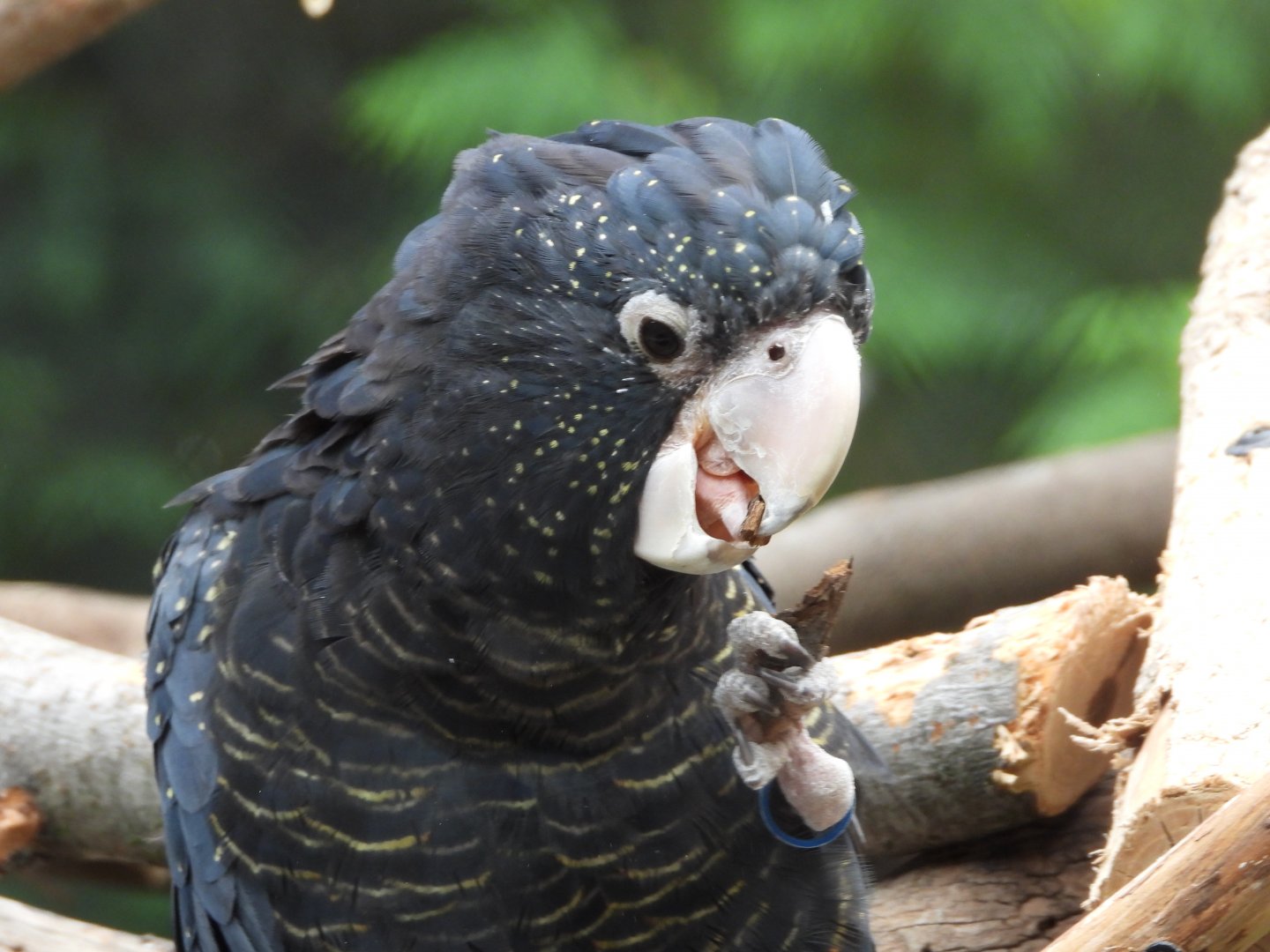 Red-tailed black cockatoo