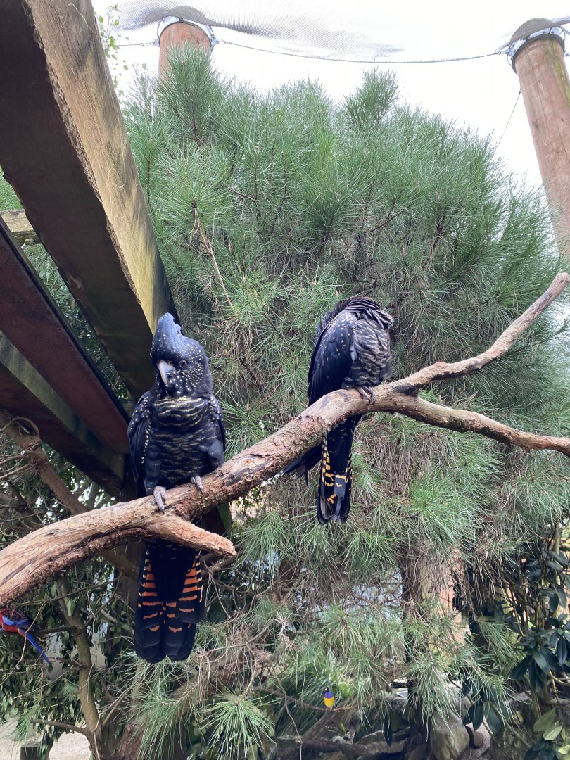 Red Tailed Black Cockatoo