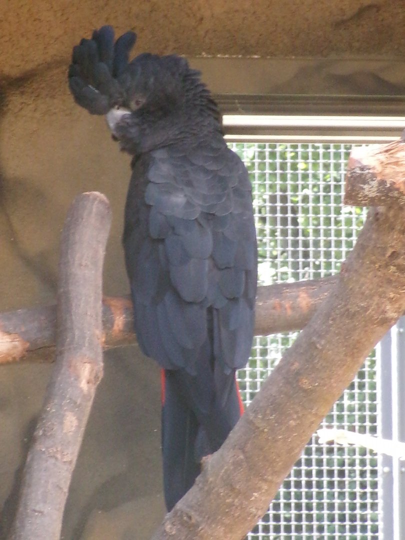 Red-tailed black cockatoo