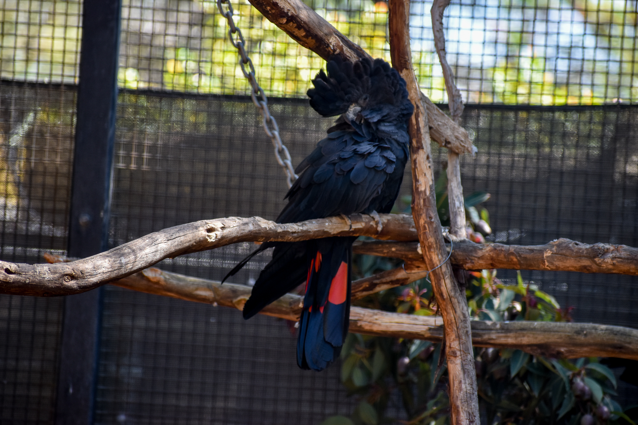 Red-tailed Black Cockatoo