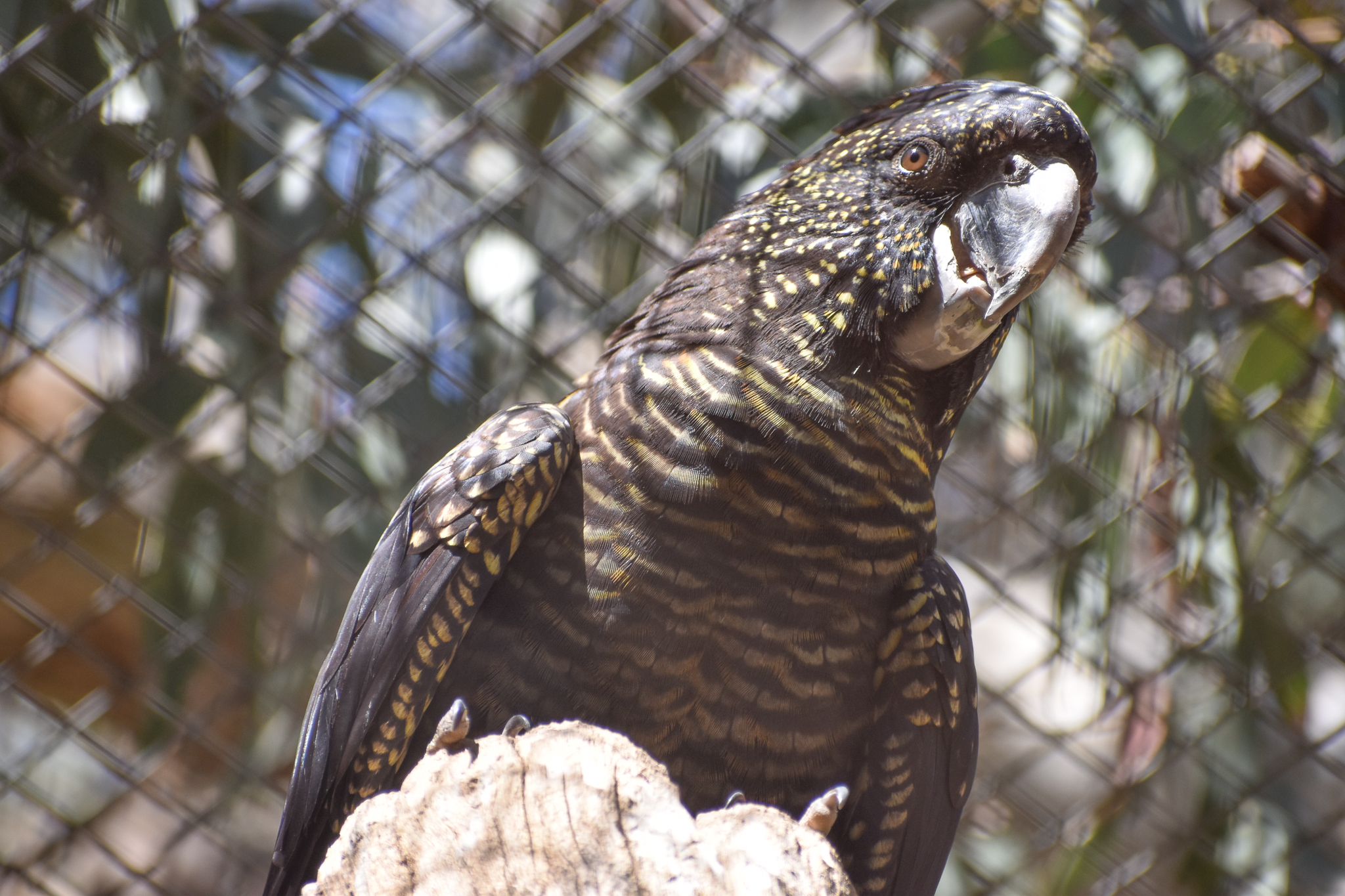 Red-tailed Black Cockatoo