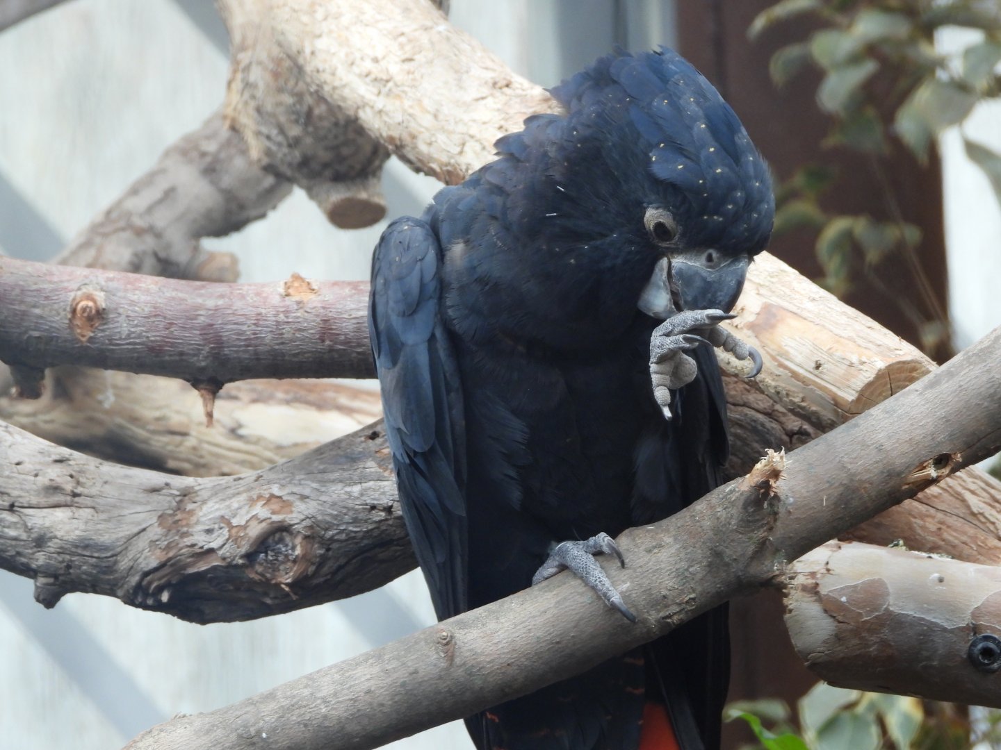 Red-tailed black cockatoo