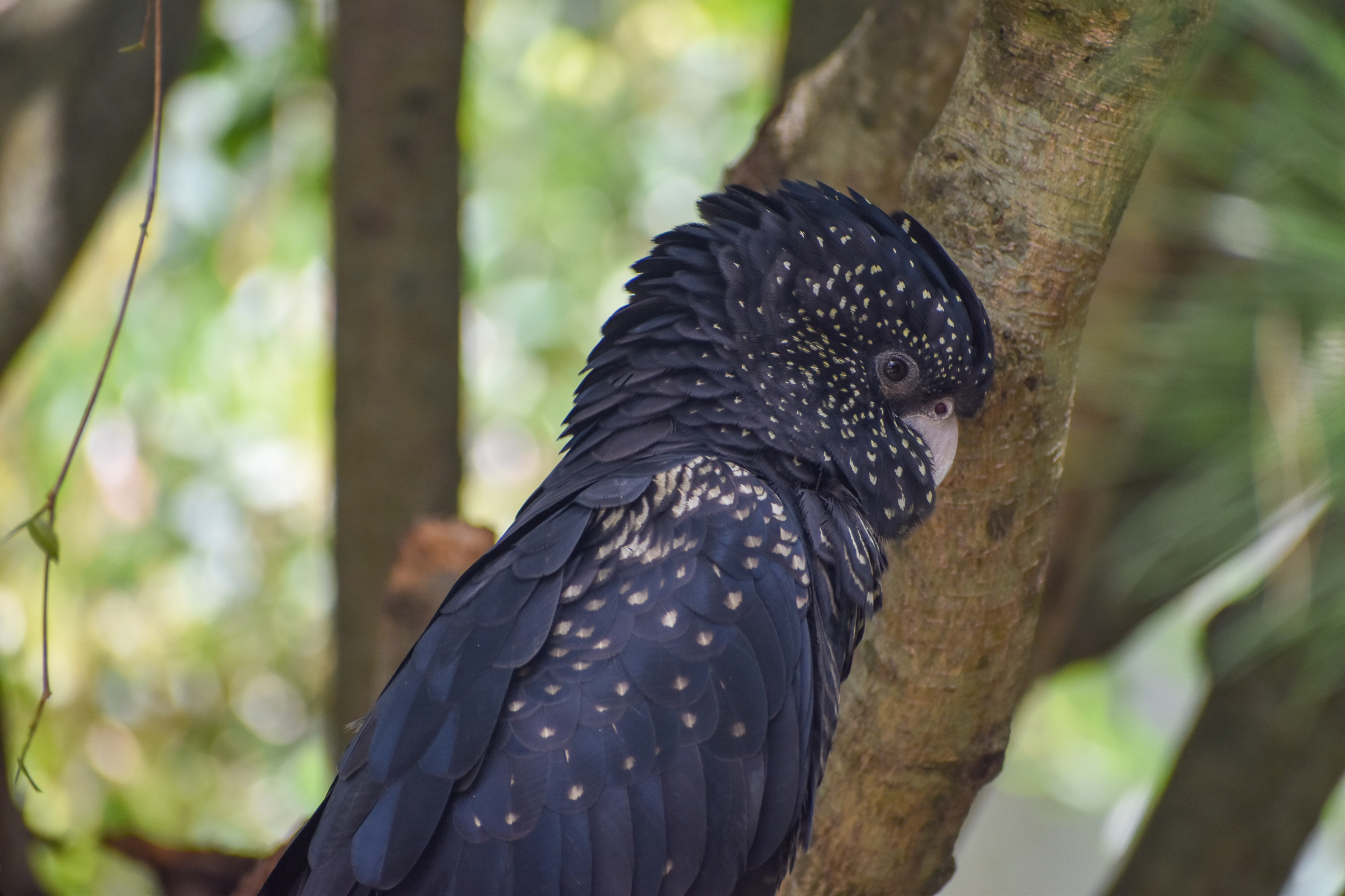 Red-tailed Black Cockatoo