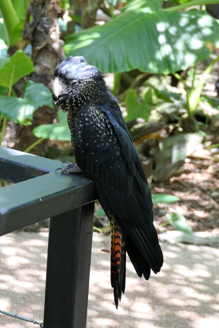 Red-tailed Black-Cockatoo