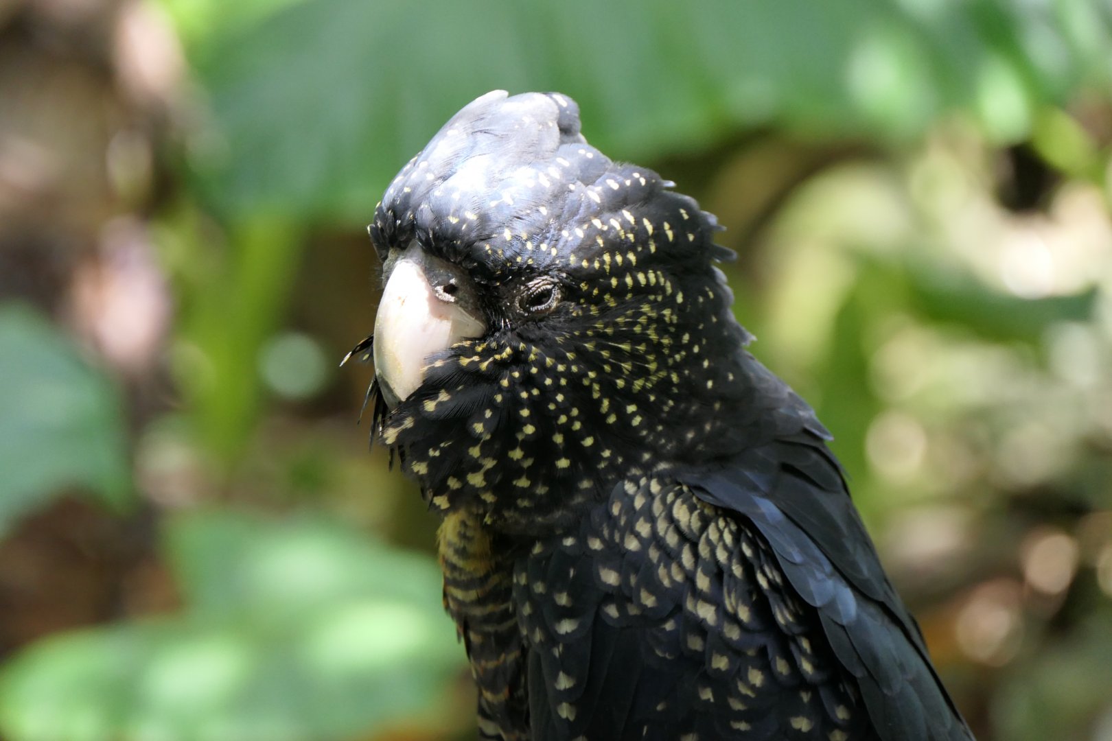Red-tailed Black-Cockatoo