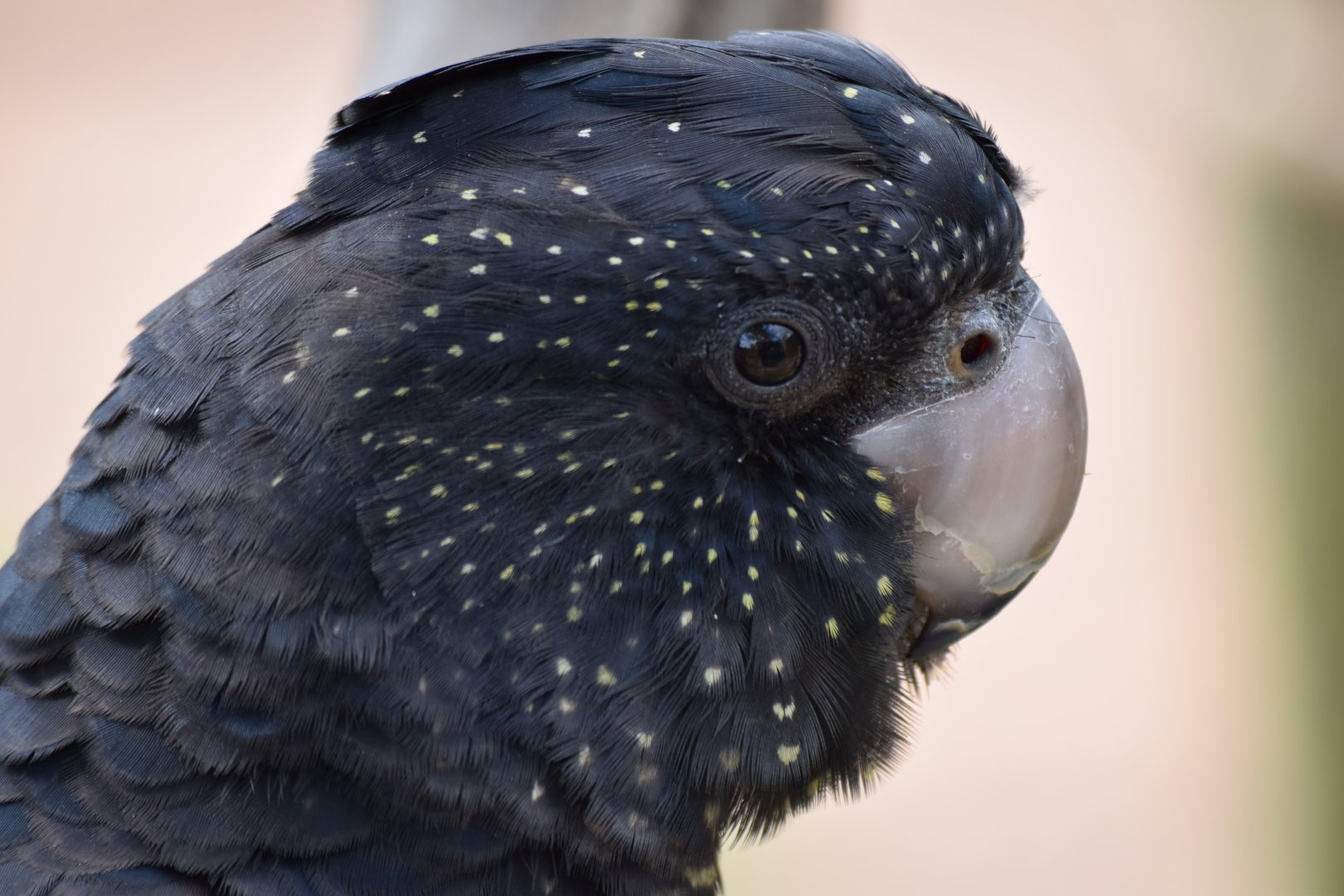 Red-tailed black cockatoo