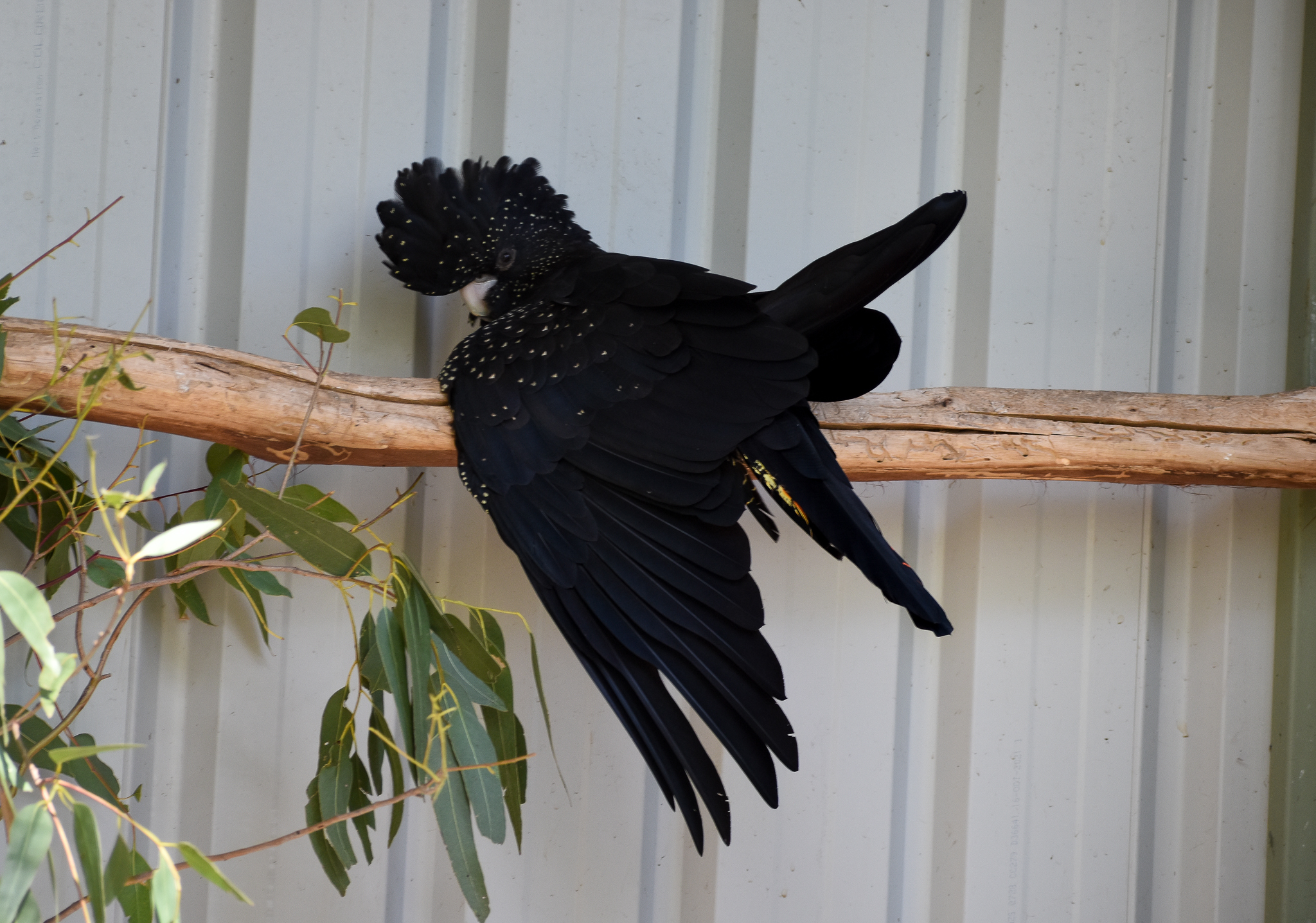 Red-tailed Black Cockatoo