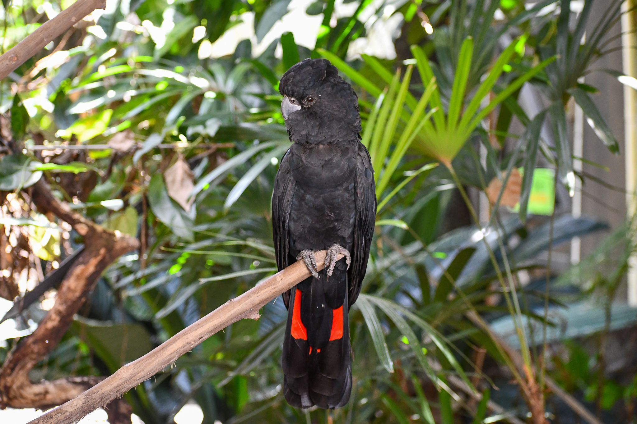 Red-tailed Black Cockatoo