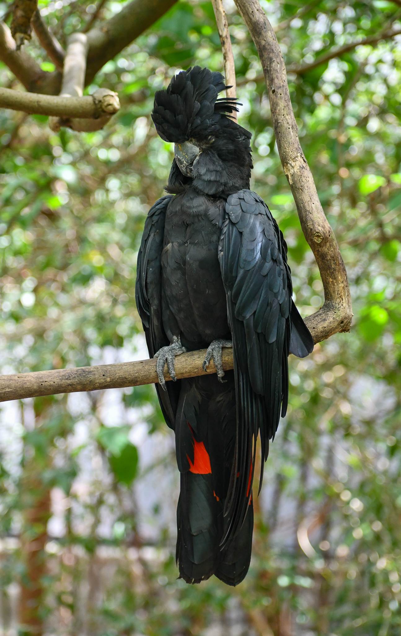 Red-tailed Black Cockatoo