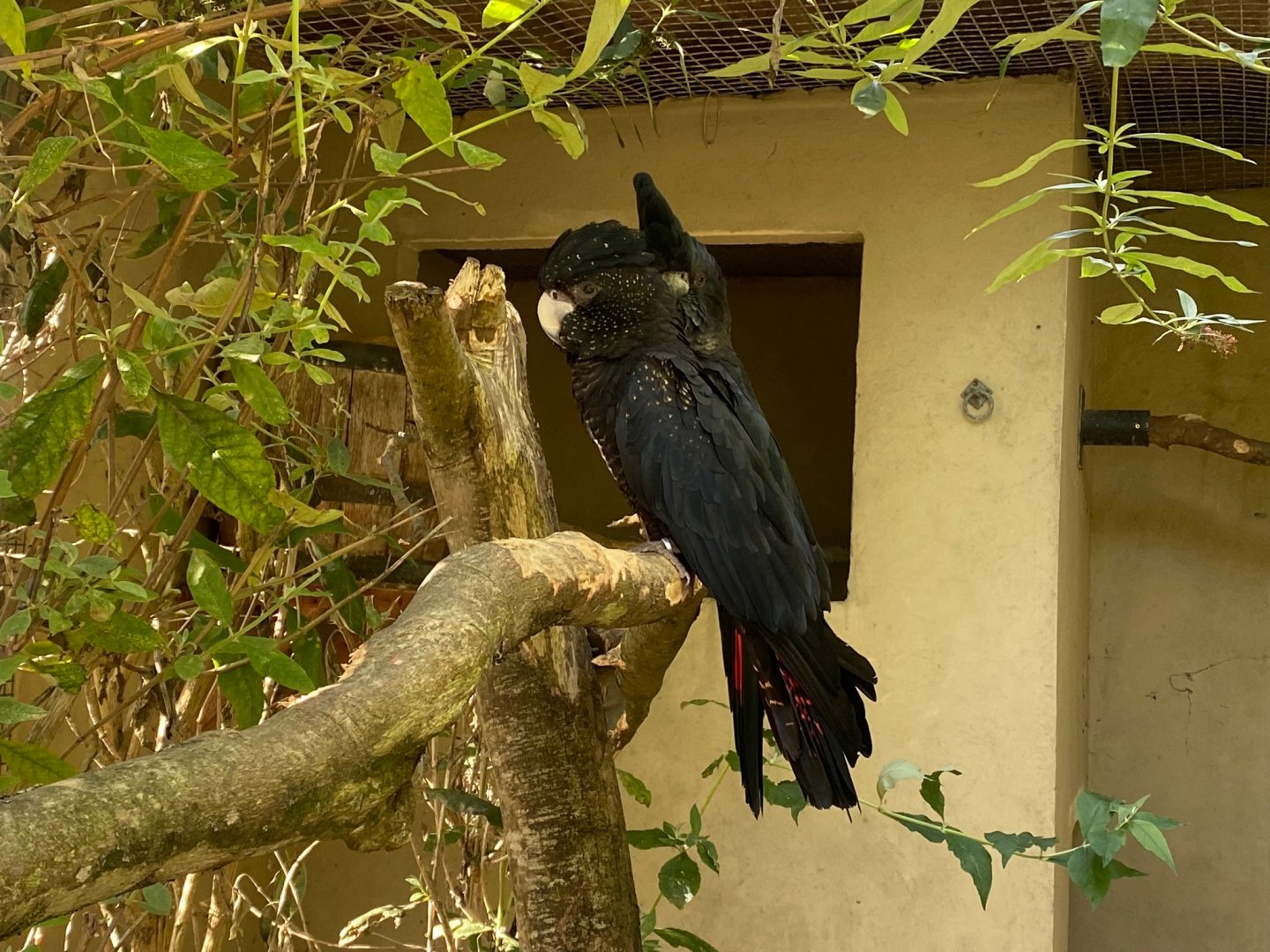 Red-tailed black cockatoos 081023