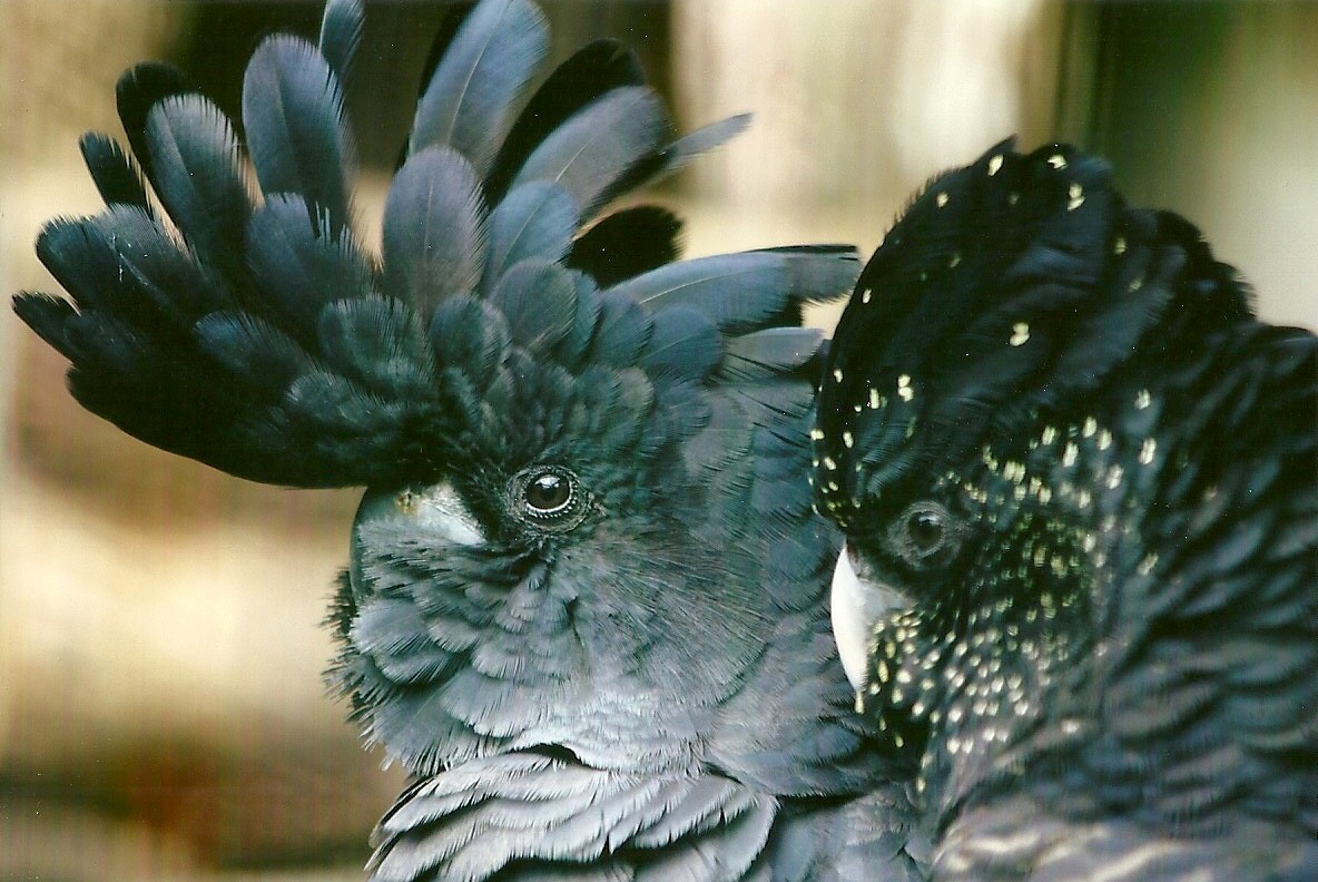 Red-tailed Black Cockatoos 13th September 2012