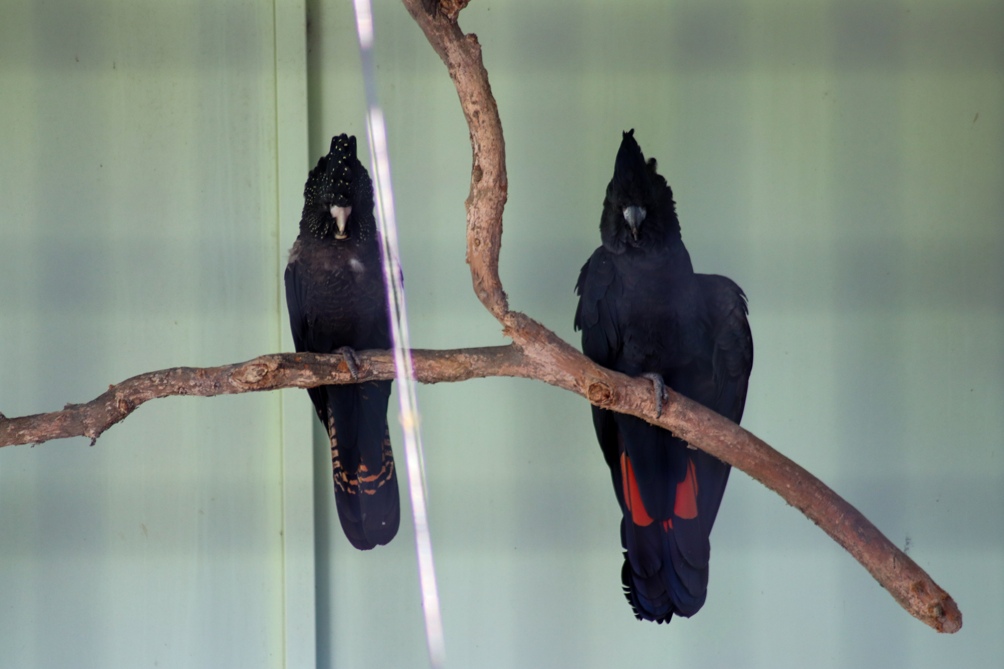 Red-tailed Black Cockatoos (Calyptorhynchus banksii)