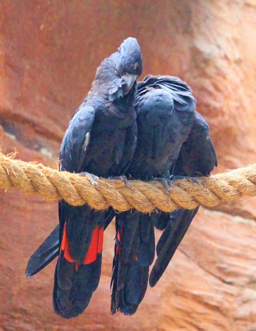 Red-tailed Black Cockatoos (Calyptorhynchus banksii)