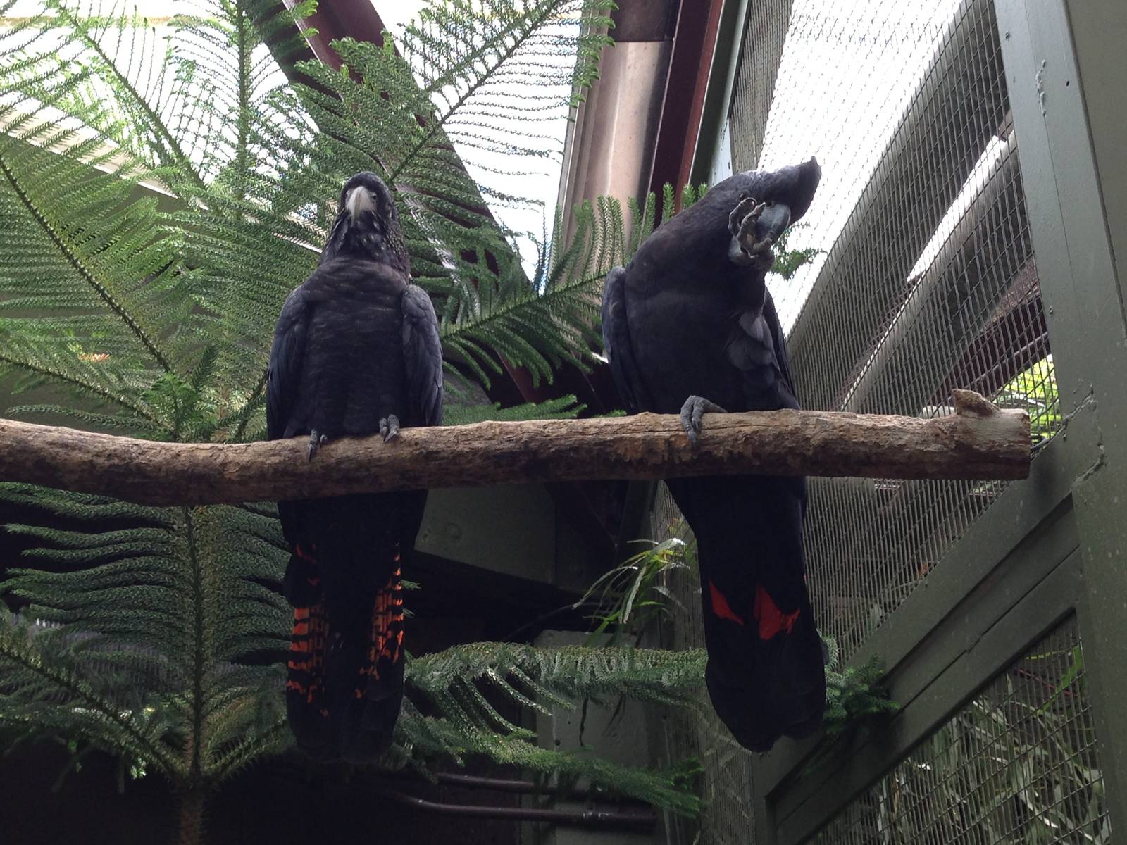 Red Tailed Black Cockatoos
